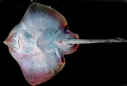 Raja asterias_002.jpg
